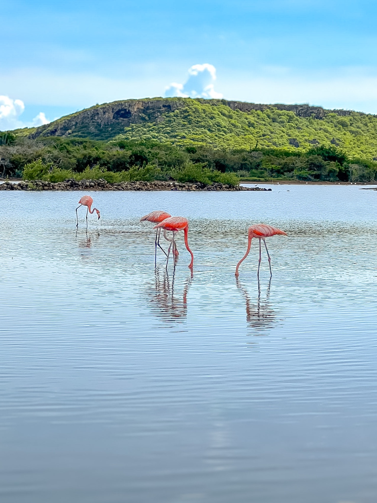 Wild flamingos wading in a calm lagoon below green hills in Curaçao